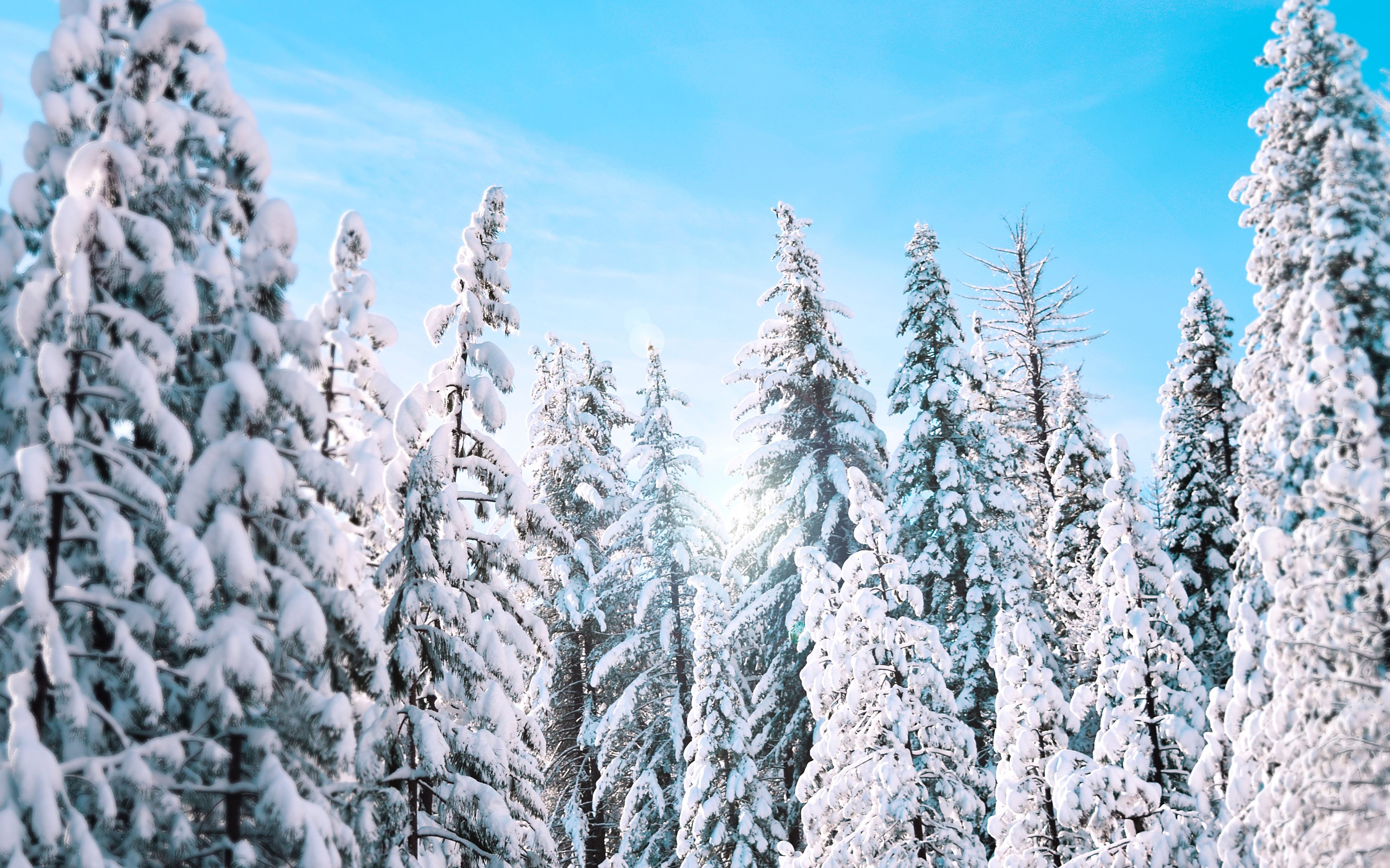 Sunny Winter Pine Trees 4K3987618993